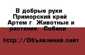 В добрые руки - Приморский край, Артем г. Животные и растения » Собаки   